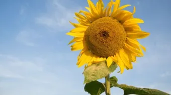 فوائد زيت دوار الشمس للشعر