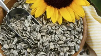 فوائد بذور عباد الشمس للتنحيف