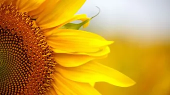 فوائد بذور دوار الشمس للتنحيف