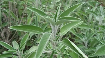 فوائد الوزاب