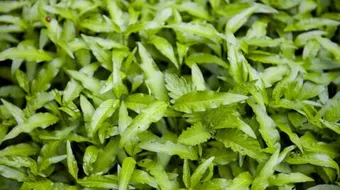 فوائد عشبة القطف