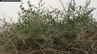 فوائد عشبة الروحب