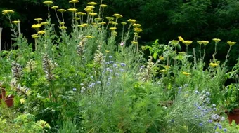 فوائد عشبة القيصوم