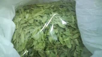 فوائد عشبة السنامكي للشعر