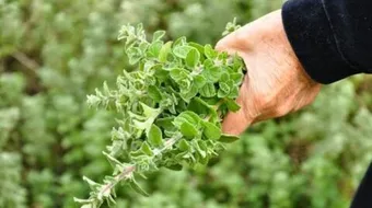 فوائد الزعتر للرجيم