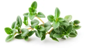 فوائد الزعتر للحامل