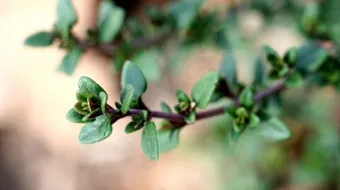 فوائد أوراق الزعتر