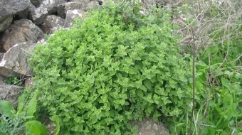 فوائد الزعتر البري