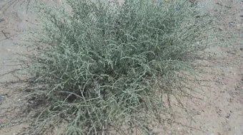 فوائد عشبة الشيح للشعر