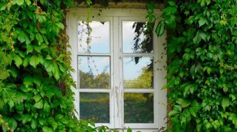 أفضل نبات متسلق