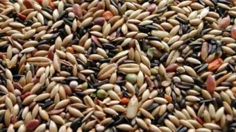 أفضل غذاء للحمام