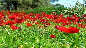 احلى تحية صباحية