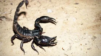 أفضل حل لطرد العقارب