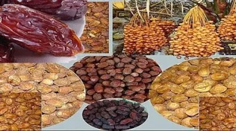 أفضل أنواع التمور