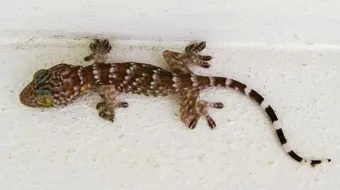 أفضل طريقة لطرد الوزغ من البيت