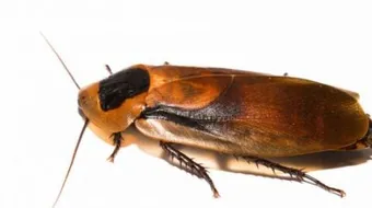 أفضل طريقة للقضاء على صراصير المطبخ