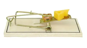 أفضل طريقة للقضاء على الفئران