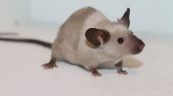 أفضل الطرق للقضاء على الفئران