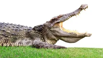 أكبر تمساح في العالم