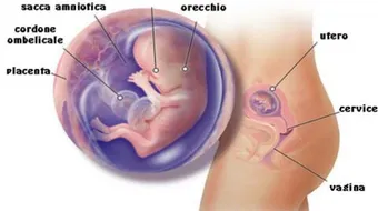 أسباب ضعف هرمون البروجسترون