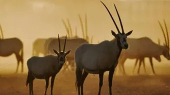 صفات حيوان المها