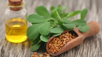 فوائد الحلبة وأضرارها