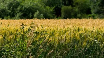 مدينة غرانيج