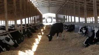 مفهوم الثروة الحيوانية