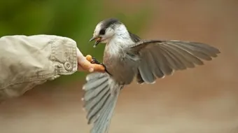 مفهوم الرحمة