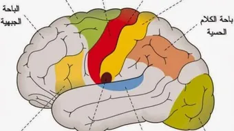 مفهوم السيالة العصبية