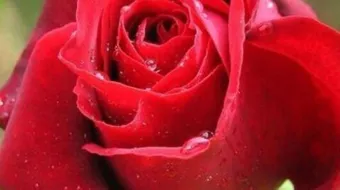 مفهوم الغزل