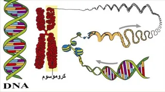 مفهوم البرنامج الوراثي