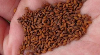 أضرار حب الرشاد