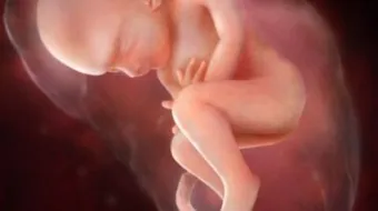 تطور الجنين في الشهر السادس