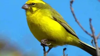 الفرق بين ذكر الكناري والأنثى