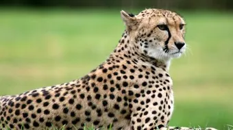 الفرق بين النمر والفهد