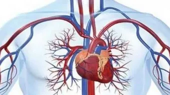 الفرق بين الشريان والوريد