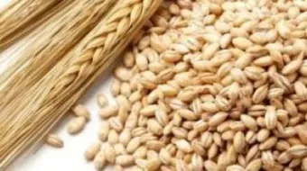 الفرق بين الشعير والقمح