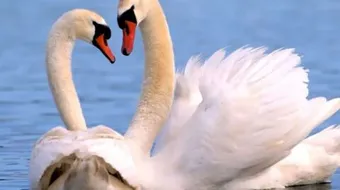 الفرق بين البط والإوز