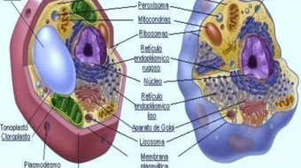 الفرق بين الخلية النباتية والحيوانية