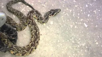 الفرق بين الأفعى والثعبان