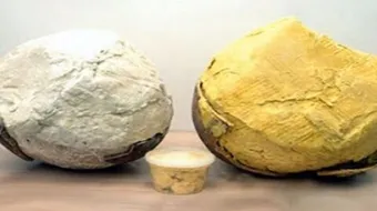 الفرق بين زبدة الشيا الصفراء والبيضاء