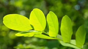 تأثير الضوء على النبات