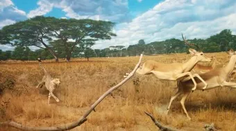 أسرع الحيوانات بالترتيب