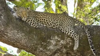 أسرع كائن على وجه الأرض