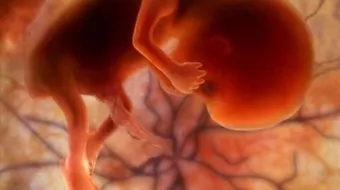 الجنين في شهر الخامس