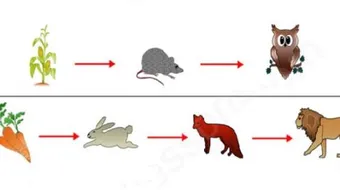 السلسلة الغذائية