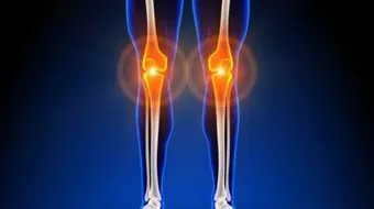 أهمية الغضاريف في الجهاز الهيكلي