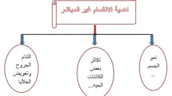 أهمية الانقسام غير المباشر
