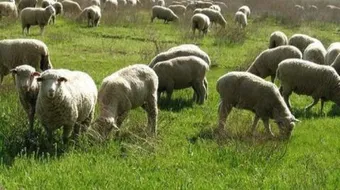 أهمية تربية المواشي في أستراليا